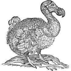 Dodo vintage illustration