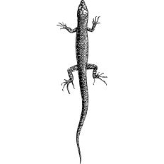 Lizard vintage illustration