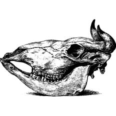 Bison skull vintage illustration 