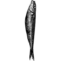 Sardine drawing tattoo 