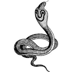 Cobra snake vintage illustration
