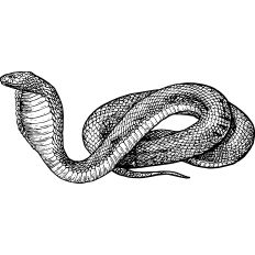 Cobra snake vintage illustration