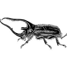 Rhino Beetle vintage illustration
