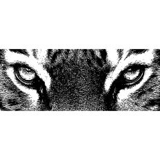 Eye of the tiger 