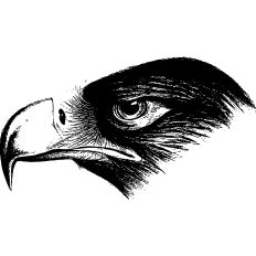 Eagle vintage illustration