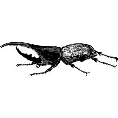 Hercules Beetle Vintage Illustration
