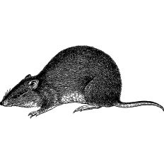 Mouse vintage illustration