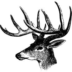 Stag vintage illustration