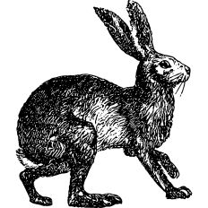 Vintage hare illustration 