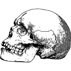 Vintage skull illustration