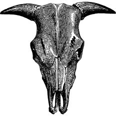 Bovid skull