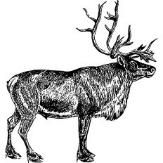 Deer vintage illustration 