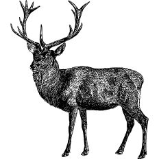 Vintage elk illustration