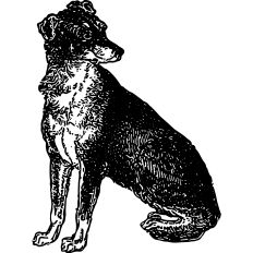 Dog vintage illustration