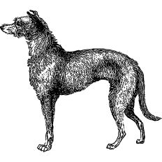 Dog vintage illustration