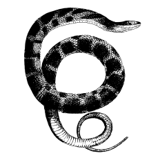 Vintage snake illustration
