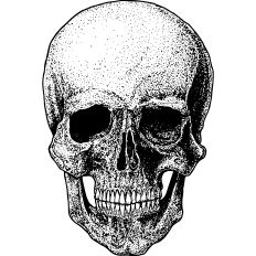 Pointillism skull illustration