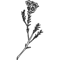 Tiny flowers