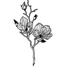 Magnolia Flowers