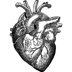 Heart anatomical illustration