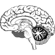 Brain section anatomical illustration 
