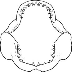 Shark jaws