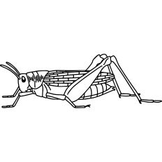 Grasshopper illustration