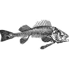 Fish Skeleton Black and White