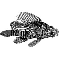 Lionfish illustration 
