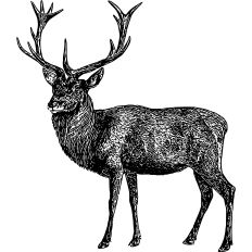 Stag realistic illustration 