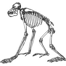 Ape Skelton 