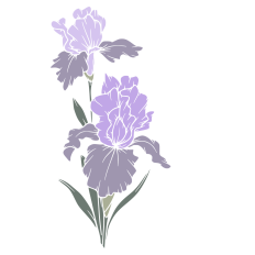 Iris Flower
