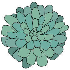 Irish Mint Succulent