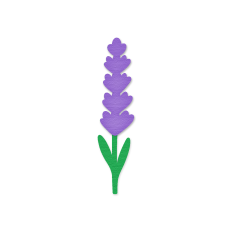 Lavender Flower