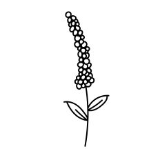 Hand-Drawn Lavender Stem – Botanical Outline Cut File for Silhouette Studio