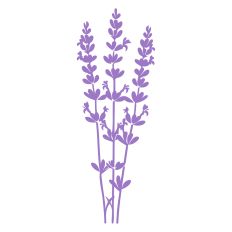 Lavender 2