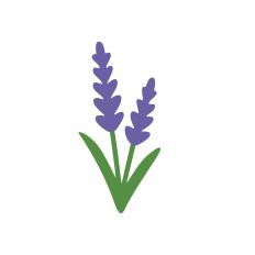 The Floral Collection - Lavender