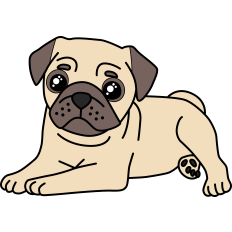 Pug Puppy