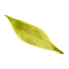 Watercolor Leaves