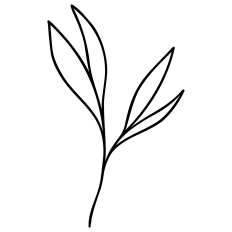 Plant Line Art