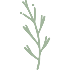 olive leaf