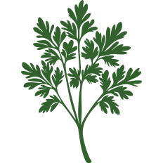 parsley
