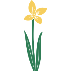 Daffodil