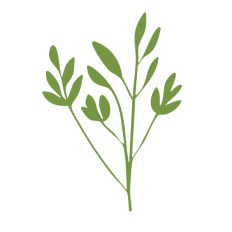 Botanical