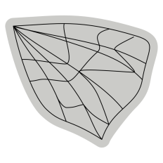Line Bug Wing