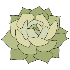 Lola Succulent