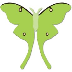 Luna Moth