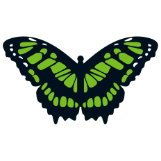 Malachite Butterfly