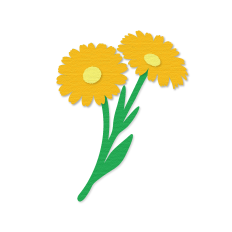 Marigold Flower