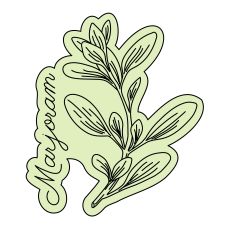 Marjoram Herb Sketch